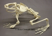 Assembled Goliath Frog Skeleton
