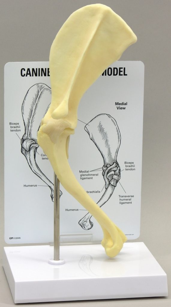 Canine Shoulder Model By Gpi Anatomicals