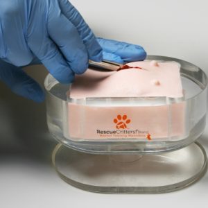 K9 Ovariohysterectomy (Spay) Model