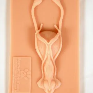 K9 Ovariohysterectomy Instructional Tool