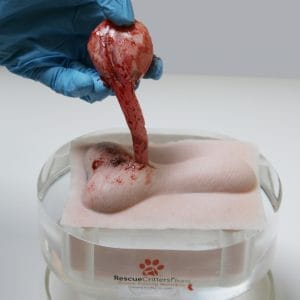 K9 Orchiectomy (Neuter) Replacements (10)