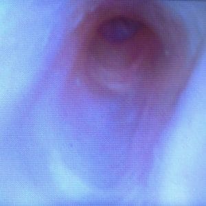 Michael Angelo (Mikey) K9 Endoscopy Mannikin