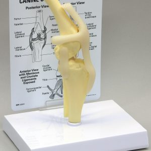 Canine Knee Model by GPI Anatomicals