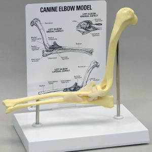 Canine Elbow Model by GPI Anatomicals