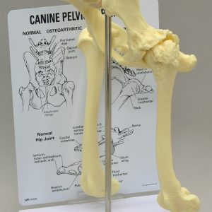 Canine Pelvis Model by GPI Anatomicals
