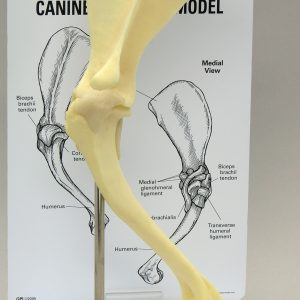 Canine Shoulder Model by GPI Anatomicals