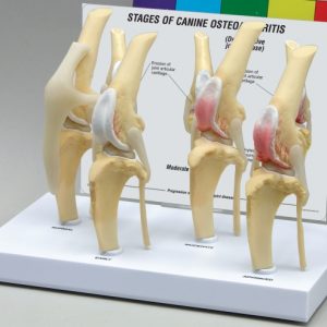 Canine 4-Stage Knee Model by GPI Anatomicals