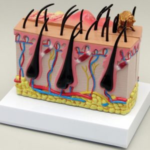 Canine Skin Model by GPI Anatomicals