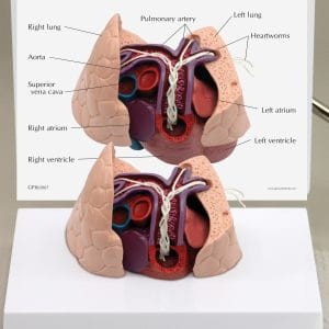 Canine Heart/Lung Model by GPI Anatomicals