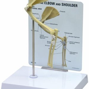Feline Elbow/Shoulder Model by GPI Anatomical