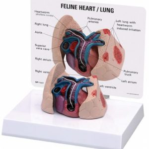 Feline Heart/Lung Model by GPI Anatomicals
