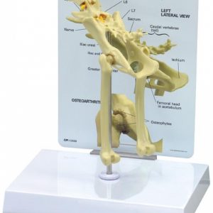 Feline Pelvis Model by GPI Anatomicals