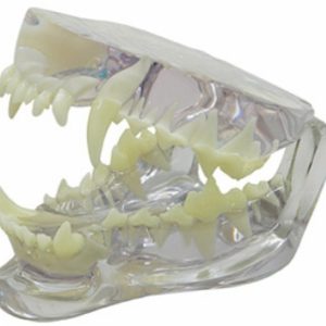 Clear Canine Jaw Model by GPI Anatomicals