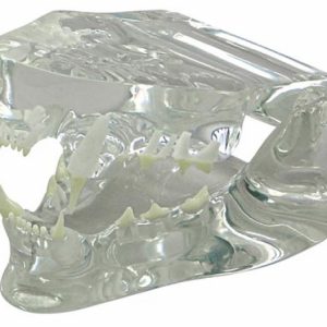 Clear Feline Jaw Model by GPI Anatomicals