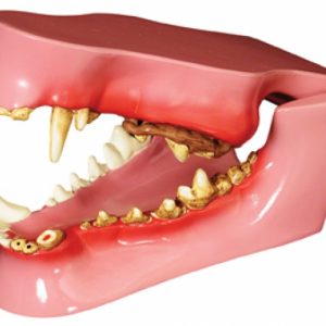 Canine Jaw Model by GPI Anatomicals