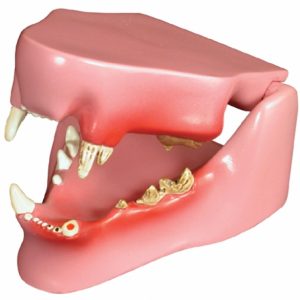 Feline Jaw Model by GPI Anatomicals