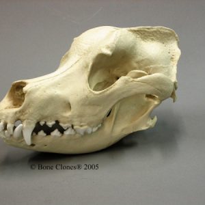 Great Dane Dog Skull