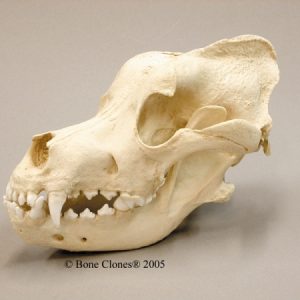 Saint Bernard Dog Skull