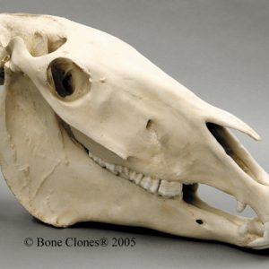 Horse Skull