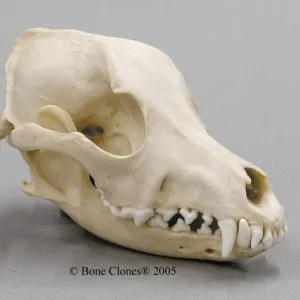 Airedale Dog Skull