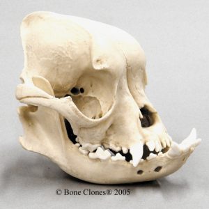 English Bulldog Skull