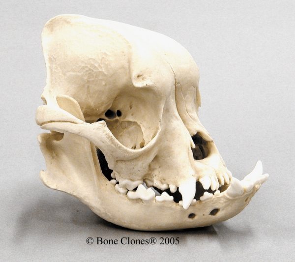 English Bulldog Skull