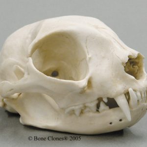 Common House Cat Skull