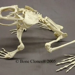 Assembled Goliath Frog Skeleton
