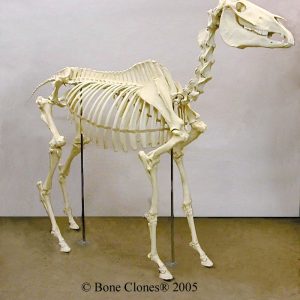 Articulated Horse Skeleton
