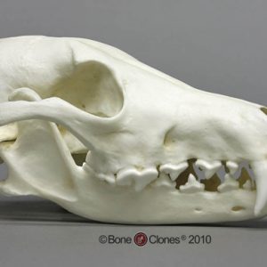 Coyote Skull