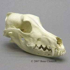 Saluki Skull