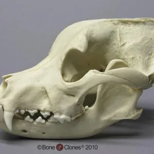 Pit Bull Dog Skull