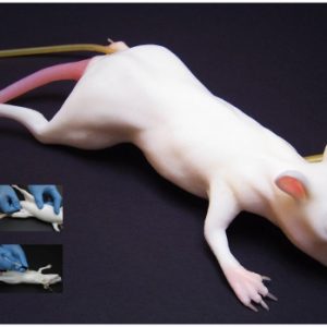 Mimolette (mee-moh-let) Lab Rat