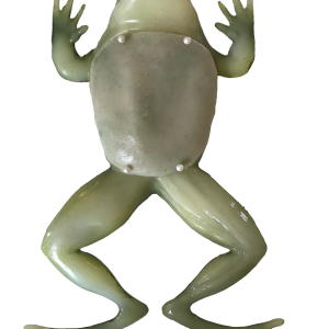 Frog dissection model