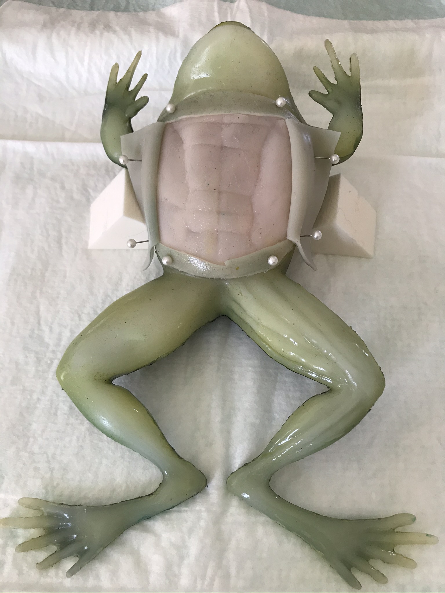 frog dissection heart