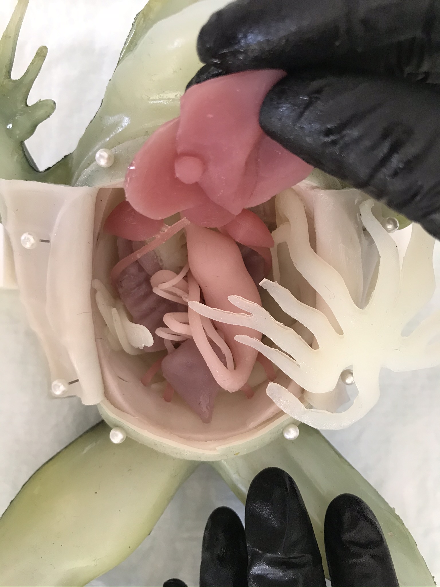 frog dissection spleen