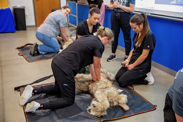 Owensboro CPR Monitor Trade Wars on dog manikin